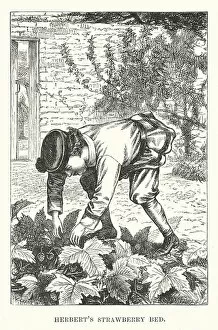 Herbert's strawberry bed (engraving)