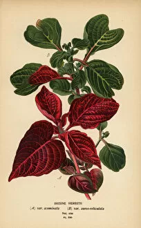Herbst's bloodleaf varieties, Iresine herbstii a) var. acuminata, b) var. aureo-reticulata