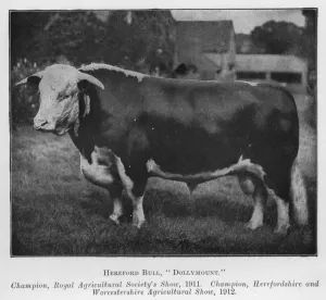 Hereford Bull, Dollymount, Champion, Royal Agricultural Society's Show, 1911 Hereford Bull, Dollymount, Champion, Royal Agricultural Society's Show, 1911