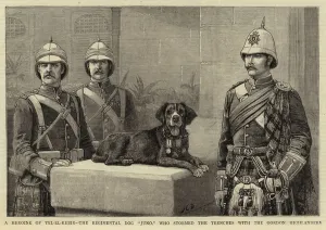 A Heroine of Tel-el-Kebir, the Regimental Dog 'Juno A Heroine of Tel-el-Kebir, the Regimental Dog 'Juno