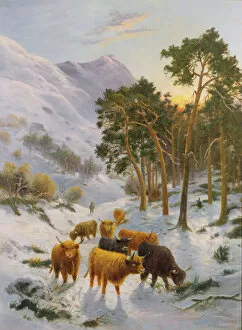 Images Dated 11th February 2013: Highland Cattle in a Winter Landscape