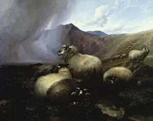 Swirling Gallery: Highland Sheep in a Mountainous Landscape, 1854 (oil on canvas)