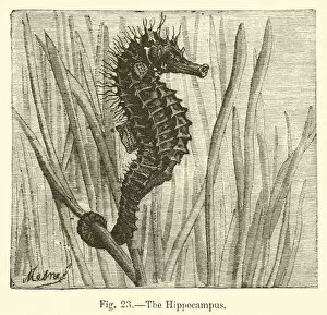 The Hippocampus (engraving)