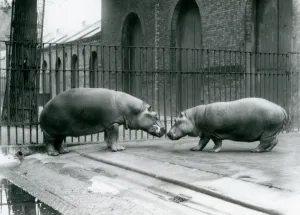 Hippopotamuses Bobbie and Joan are introduced at London Zoo Hippopotamuses Bobbie and Joan are introduced at London Zoo