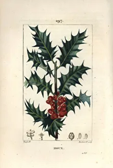Holly - Holly, Ilex aqualifolium, with prickly leaves and red berries. Handcoloured stipple copperplate engraving by Holly - Holly, Ilex aqualifolium, with prickly leaves and red berries. Handcoloured stipple copperplate engraving by