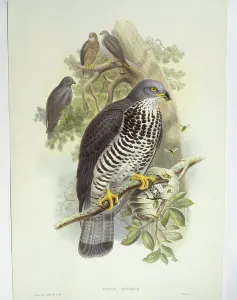 Honey-buzzard (Pernis apivorus), illustration Honey-buzzard (Pernis apivorus), illustration