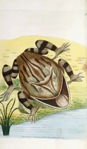 Horned Frog (Ceratophrys cornuta), 1790 (hand coloured engraving) Horned Frog (Ceratophrys cornuta), 1790 (hand coloured engraving)