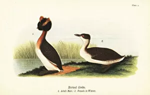 Color Lithograph Gallery: Horned grebe, Podiceps auritus, adult male 1, and female in winter plumage