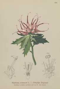 Horned Rampion (Phyteuma comosum, Physoplexis comosa, Syntoma comosum) (colour litho) Horned Rampion (Phyteuma comosum, Physoplexis comosa, Syntoma comosum) (colour litho)