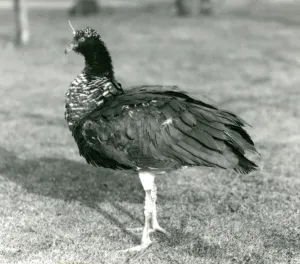 A Horned Screamer standing on grass at London Zoo in September 1927 (b/w photo) A Horned Screamer standing on grass at London Zoo in September 1927 (b/w photo)