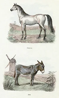 Donkeys Gallery: Horse and donkey- ' Alphabet illustrates animals' 19th century (engraving)