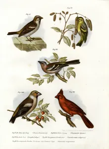House Sparrow, 1864 (colour litho) House Sparrow, 1864 (colour litho)