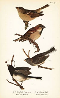 Color Lithograph Gallery: House sparrow, Passer domesticus, and dark-eyed junco, Junco hyemalis