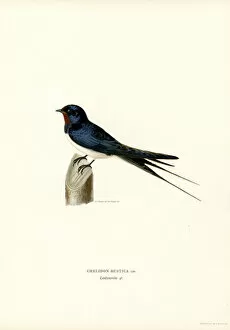 Barn Swallow Gallery: House Swallow (colour litho)