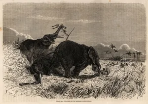 The hunt for elephants by the Dahomyan Amazons, (present-day Benin) The hunt for elephants by the Dahomyan Amazons, (present-day Benin)