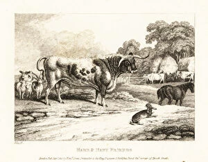 A hunted hare is betrayed by farmyard animals. 1811 (etching)