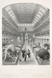 Hunterian Museum, Royal College of Surgeons, from London Interiors with their Hunterian Museum, Royal College of Surgeons, from London Interiors with their