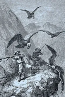 Vulture Gallery: Hunters fighting with condors, 1888, Peru