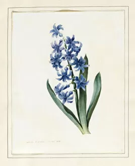 Images Dated 17th September 2012: Hyacinth, 1826 (w / c with some bodycolour on vellum)