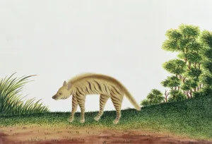 Hyena, from Drawings of Animals, Insects and Reptiles from Malacca, c Hyena, from Drawings of Animals, Insects and Reptiles from Malacca, c
