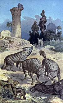 Whole Window Collection: Hyenas, 1884 (illustration)