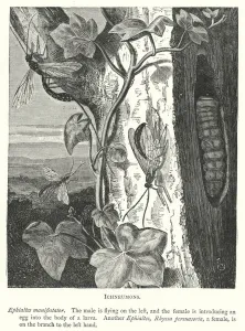 Ichneumons (engraving) Ichneumons (engraving)
