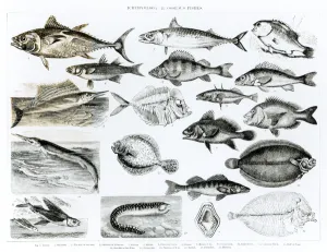 Ichthyology Osseous Fishes (litho) (b/w photo) Ichthyology Osseous Fishes (litho) (b/w photo)