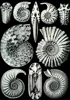 Defining Gallery: Illustration of Ammonitida from 'Kunstformen der Natur'1904 (litho)