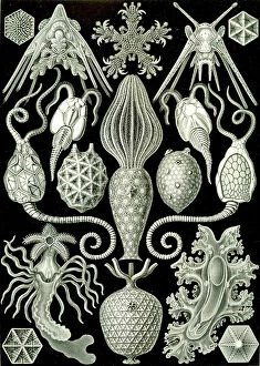 Defining Gallery: Illustration of Amphoridea from 'Kunstformen der Natur'1904 (litho)