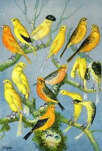 Illustration of the different varieties of domestic canaries, c.1890 (litho) Illustration of the different varieties of domestic canaries, c.1890 (litho)
