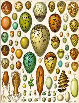 Varied Tit Collection: Illustration of Eggs c. 1923 (litho)