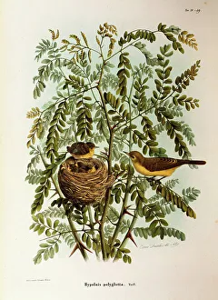 Illustration from Eugenio Bettoni's 'Natural History of Birds that Nest in Illustration from Eugenio Bettoni's 'Natural History of Birds that Nest in
