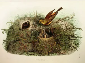 Illustration from Eugenio Bettoni's 'Natural History of Birds that Nest in Illustration from Eugenio Bettoni's 'Natural History of Birds that Nest in