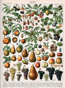 Illustration of Fruit Varieties, c.1905-10 (colour litho) Illustration of Fruit Varieties, c.1905-10 (colour litho)