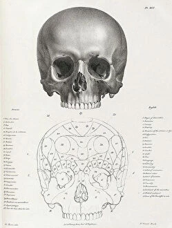Nervous System Gallery: illustration from Traite de phrenologie humaine et comparee, 19th century (engraving)
