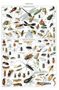 Illustration of useful Insects and insect pests c.1923 (litho) Illustration of useful Insects and insect pests c.1923 (litho)