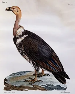 Immature Cape Griffon (Gyps coprotheres), engraving from Histoire Naturelle des Oiseaux Immature Cape Griffon (Gyps coprotheres), engraving from Histoire Naturelle des Oiseaux