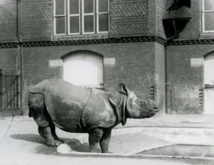 Indian Rhinoceros Felix standing at the edge of his pool at London Zoo in 1927 Indian Rhinoceros Felix standing at the edge of his pool at London Zoo in 1927