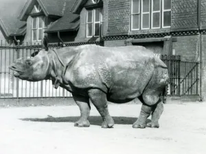 Indian Rhinoceros Felix standing in his paddock at London Zoo, 1927 (b/w photo) Indian Rhinoceros Felix standing in his paddock at London Zoo, 1927 (b/w photo)