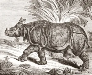 The Indian rhinoceros, or greater one-horned rhinoceros, from The Penny Magazine The Indian rhinoceros, or greater one-horned rhinoceros, from The Penny Magazine