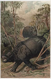 Indian rhinoceros - The Indian rhinoceros (Rhinoceros unicornis) - engraving from " Indian rhinoceros - The Indian rhinoceros (Rhinoceros unicornis) - engraving from "