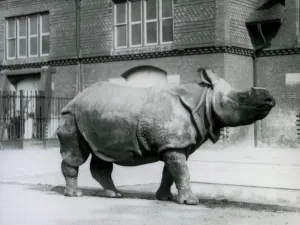An Indian Rhinoceros at London Zoo, 1927 (b/w photo) An Indian Rhinoceros at London Zoo, 1927 (b/w photo)