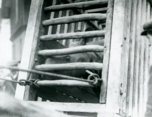 An Indian Rhinoceros peers out of its wooden transportation crate on arrival at London An Indian Rhinoceros peers out of its wooden transportation crate on arrival at London