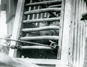 An Indian Rhinoceros peers out of its wooden transportation crate on arrival at London An Indian Rhinoceros peers out of its wooden transportation crate on arrival at London