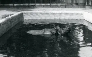 An Indian Rhinoceros in its Pool at London Zoo, July 1914 (b/w photo) An Indian Rhinoceros in its Pool at London Zoo, July 1914 (b/w photo)