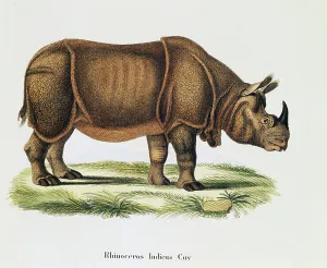 Indian rhinoceroses (Rhinoceros indicus), from Mammals illustrated from Nature with Indian rhinoceroses (Rhinoceros indicus), from Mammals illustrated from Nature with
