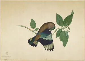 Indian Roller on Sandalwood Branch, folio from a Series Commissioned by Lady Impey Indian Roller on Sandalwood Branch, folio from a Series Commissioned by Lady Impey
