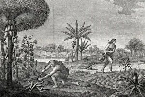 Indigenes working the land in the Orenoque basin of Colombia. Engraving 1780 Indigenes working the land in the Orenoque basin of Colombia. Engraving 1780