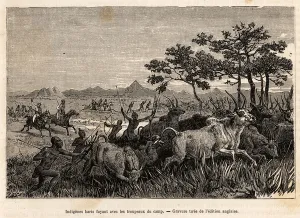Indigenous baris (population of Sudan) weapons of bows and arrows Indigenous baris (population of Sudan) weapons of bows and arrows