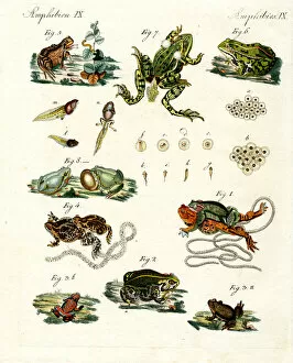 Green Treefrog Gallery: Indigenous frogs and toads (coloured engraving)